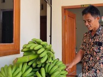 Video: Unik! Warga di Ponorogo Bisa Bayar Pajak Pakai Pisang