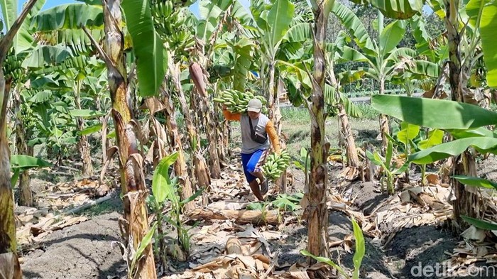 Warga Ponorogo Bayar PBB pakai Pisang Warga Ponorogo Bayar PBB pakai Pisang