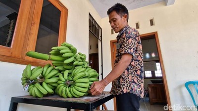 Potret Warga Ponorogo Bayar Pajak Pakai Pisang