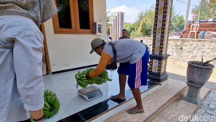 Warga Ponorogo Bayar PBB pakai Pisang Warga Ponorogo Bayar PBB pakai Pisang