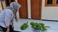Mereka cukup memanen pisang dari pekarangan rumah, lalu menukarnya dengan pajak yang wajib dibayar.