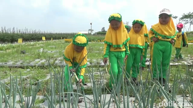 Belajar Pertanian dan Panen Sayuran di Wisata Edukasi Desa Kedungrejo Lumajang