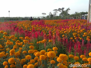Hamparan Bunga Marigold Hiasi Wisata Edukasi Pertanian di Lumajang