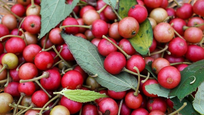 buah langka buah langka Indonesia