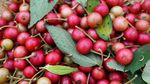 10 Buah Unik di Indonesia yang Termasuk Langka