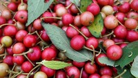 Seri atau biasa juga disebut sebagai buh kersen dan talok ini memiliki pohon yang rindang. Bentuknya kecil dan saat matang berwarna merah cantik. Rasanya manis dan kerap disebut buah ceri versi Indonesia. Foto: istock