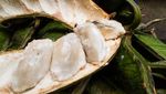 10 Buah Unik di Indonesia yang Termasuk Langka
