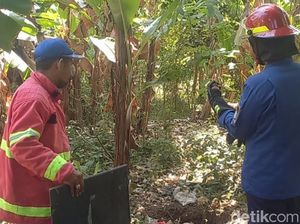 Damkar Pasuruan Buru Monyet yang Serang Bocah 5 Tahun hingga Operasi