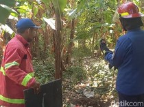Damkar Pasuruan Buru Monyet yang Serang Bocah 5 Tahun hingga Operasi