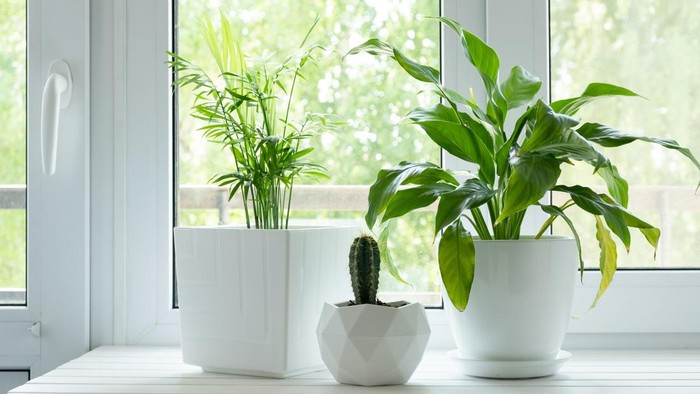 Home plants and flowers on white wooden windowsill. Chamaedorea elegans and Spathiphyllum