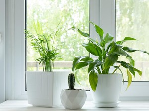 5 Tanaman Hias yang Bisa Bikin Rumah Adem Tanpa AC
