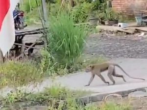 Video: Nahas Bocah di Pasuruan Tubuh Penuh Luka Diserang Monyet Liar