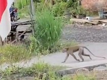 Video: Nahas Bocah di Pasuruan Tubuh Penuh Luka Diserang Monyet Liar