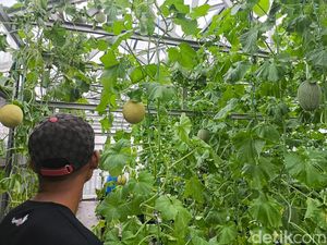 Berdaya Lewat Produksi Melon di Lapas Kuningan