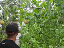 Berdaya Lewat Produksi Melon di Lapas Kuningan