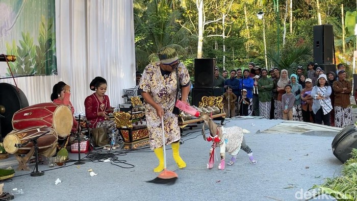 Aksi kambing dan domba yang tampil dalam fashion show hewan serta peserta lomba ngarit dalam Festival Rambanan 2025 di Girimulyo, Kulon Progo, Sabtu (6/9/2025).