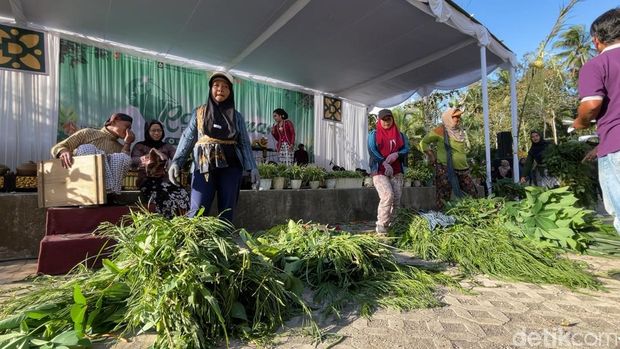 Aksi kambing dan domba yang tampil dalam fashion show hewan serta peserta lomba ngarit dalam Festival Rambanan 2025 di Girimulyo, Kulon Progo, Sabtu (6/9/2025).
