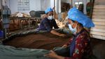 Cuaca Kering Ancam Masa Depan Teh India dan Pasokan Global