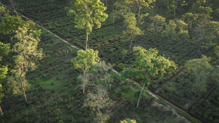 A drone view shows the Chota Tingrai estate, in Tinsukia, Assam, India, July 23, 2025. REUTERS/Sahiba Chawdhary SEARCH 