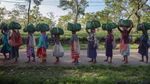 Cuaca Kering Ancam Masa Depan Teh India dan Pasokan Global