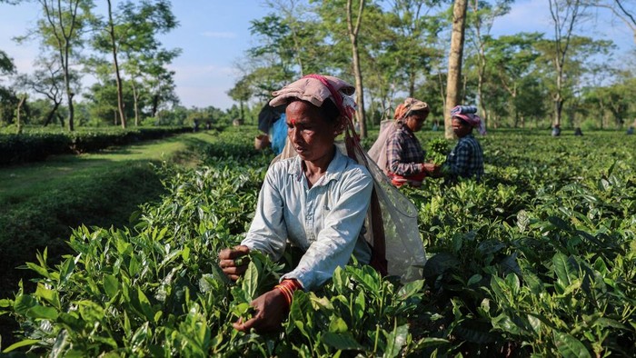A worker plucks fresh tea leaves at the Chota Tingrai estate, in Tinsukia, Assam, India, July 23, 2025. Weather extremes are shrivelling harvests on India's tea plantations, endangering the future of an industry famed for beverages as refreshing as Assam and Darjeeling, while reshaping a global trade estimated at more than $10 billion a year. REUTERS/Sahiba Chawdhary  SEARCH 