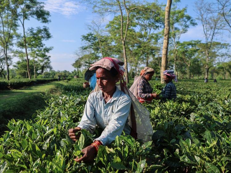 Cuaca Kering Ancam Masa Depan Teh India dan Pasokan Global