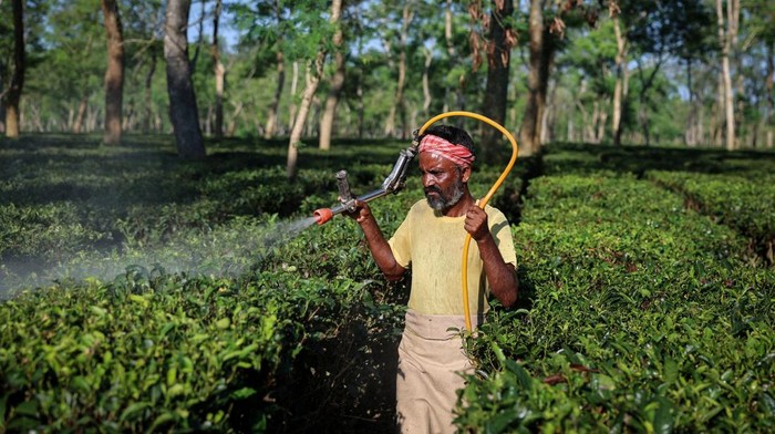 INDIA-TEA/SUPPLY A worker sprays organic pesticides at the Chota Tingrai estate, in Tinsukia, Assam, India, July 23, 2025. Weather extremes are shrivelling harvests on India's tea plantations, endangering the future of an industry famed for beverages as refreshing as Assam and Darjeeling, while reshaping a global trade estimated at more than $10 billion a year. REUTERS/Sahiba Chawdhary SEARCH