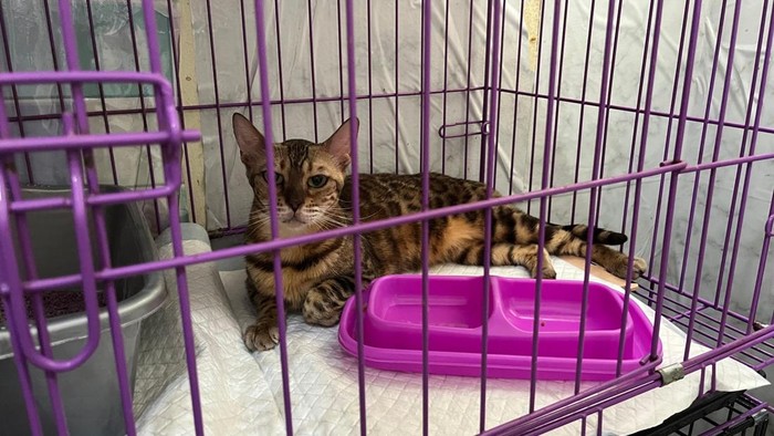 Kucing Eko Patrio