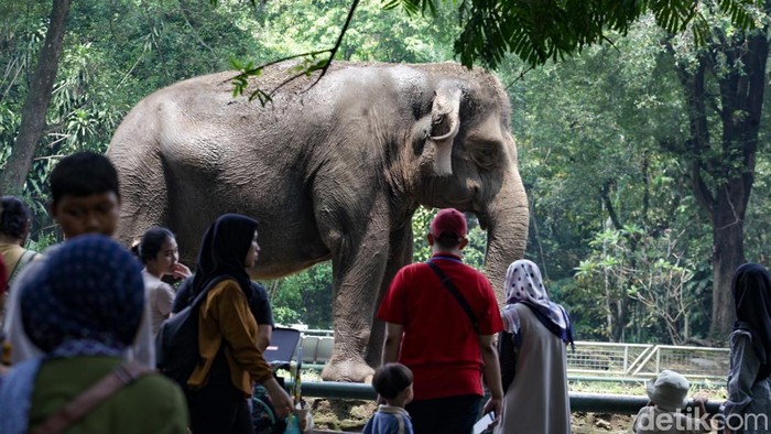 Libur Panjang, Ribuan Pengunjung Padati Ragunan Taman Margasatwa Ragunan masih menjadi wisata favorit di Jakarta. Ribuan warga mengunjungi Ragunan saat libur panjang Maulid Nabi.
