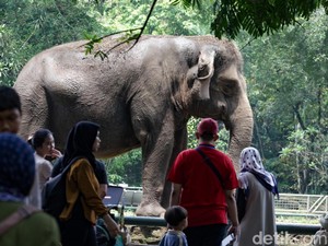 Serba-serbi Ragunan Buka Wisata Malam Minggu