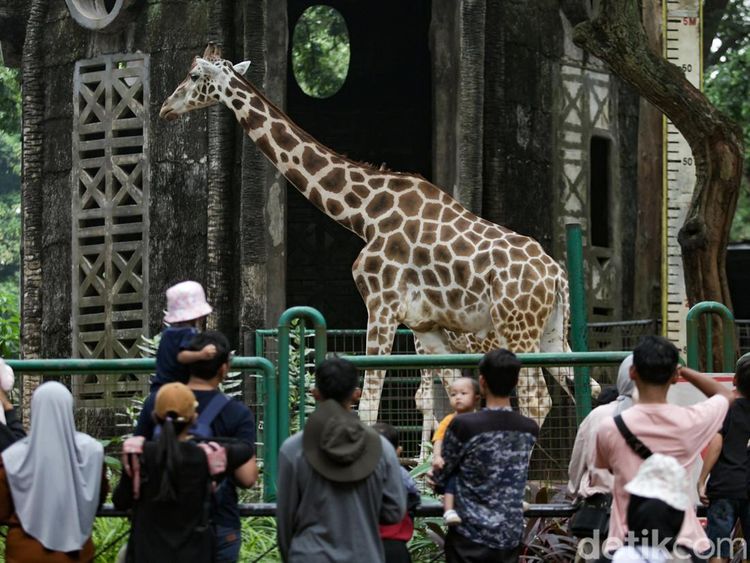Libur Panjang, Ribuan Pengunjung Padati Ragunan