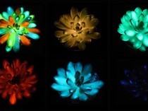 Wow! Tanaman Sukulen Bisa Bersinar Saat Gelap, Seperti Lampu Hidup