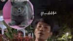 Terima Kasih Orang Baik! 2 Kucing Uya Kuya Ditemukan