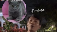 Ini saya yang menemukan kucing Okinawa dan saya berikan kepada Mbak Tamara. Untuk yang selama ini masih pegang kucingnya, tolong dikembalikan, karena kucingnya gak salah, ungkap pemuda tersebut di Instagram Stories Uya Kuya dilihat detikcom, Sabtu (6/9/2025). Foto: dok instagram Uya Kuya