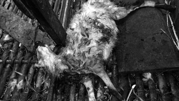 Domba diduga dimangsa macan tutul