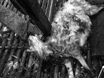 Teror Macan Tutul di Sukabumi, Puluhan Domba Tewas Terkoyak