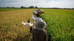 Festival Mbok Sri, Ungkapan Syukur Petani Klaten di Tengah Sawah