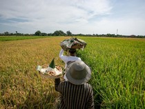 Festival Mbok Sri, Ungkapan Syukur Petani Klaten di Tengah Sawah