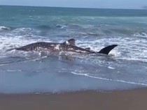 Hiu Tutul Panjang 4 Meter Terdampar di Pantai Puger Jember