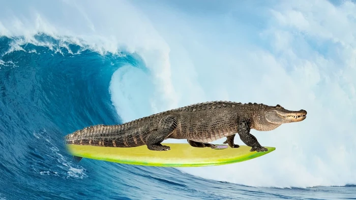 Ilustrasi buaya berselancar