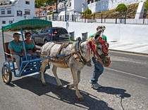 Viral Video Kuda Wisata Kurus, Badan Tak Terurus