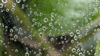 Butiran air di jaring laba-laba. Foto: via BrightSide