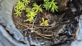 Ada kehidupan baru tumbuh di rongga pohon yang sudah lama mati. Foto: via BrightSide