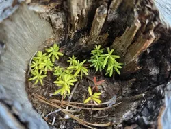 Foto-foto yang Memperlihatkan Keajaiban Alam