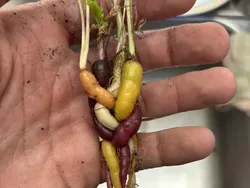 Foto-foto yang Memperlihatkan Keajaiban Alam