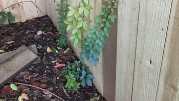 Tumbuhan di belakang rumah tampak seperti pelangi. Foto: via BrightSide