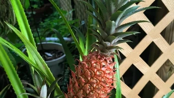 Nanas tumbuh di badan nanas lainnya. Foto: via BrightSide