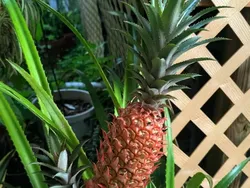 Foto-foto yang Memperlihatkan Keajaiban Alam