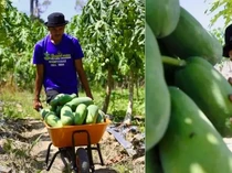 Keren! Penghasilan Petani Buah Ini Capai Rp 50 Juta per Bulan