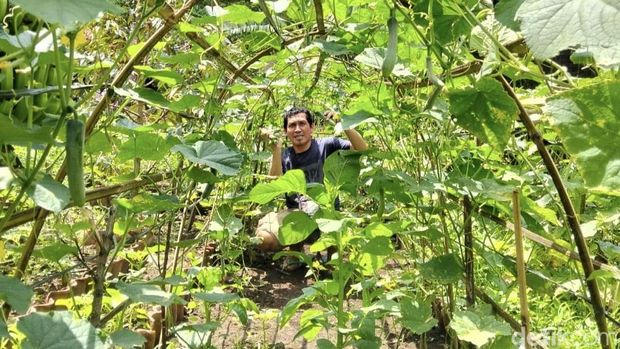 Kolam Renang Kendo di Kota Bima, NTB, yang berada di tengah kebun sayur.